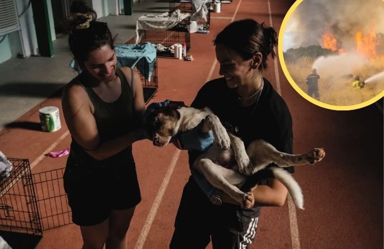 Volunteers Battle Smoke And Shifting Winds To Save Hundreds Of Adorable Dogs And Cats Volunteers Battle Smoke And Shifting Winds To Save Hundreds Of Adorable Dogs And Cats
